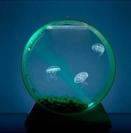 jellyfish desktop jellyfish art
